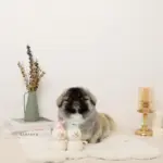 デンタルロープミニスノーマンぬいぐるみセット