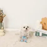 ぞうさんギンガムチェックリボンぬいぐるみ