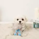 ぞうさんギンガムチェックリボンぬいぐるみ