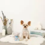 ぞうさんギンガムチェックリボンぬいぐるみ