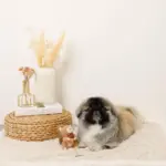 リスさんギンガムチェックリボンぬいぐるみ