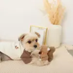 リスさんギンガムチェックリボンぬいぐるみ