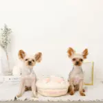 いちごのホールケーキノーズワークおもちゃ