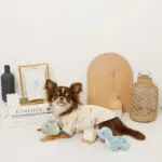 恐竜の仲間達おもちゃSET