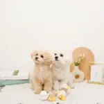 くびながのあひるさん親子SET