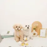 くびながのあひるさん親子SET