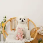 うさぎさんギンガムチェックリボンぬいぐるみ