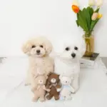 くまさんギンガムチェックリボンぬいぐるみ