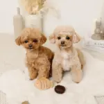 たいやきのおもちゃ