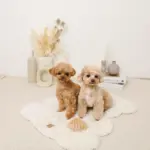 たいやきのおもちゃ