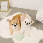 リングドーナツのおもちゃ