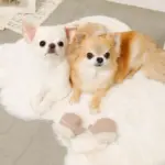 ミトンロープぬいぐるみ