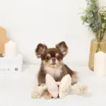 ノーズワークお花型ロープおもちゃ