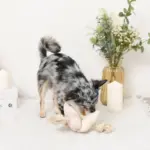 ノーズワークお花型ロープおもちゃ