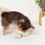 ノーズワークお花型ロープおもちゃ