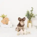 ノーズワークお花型ロープおもちゃ