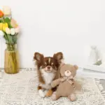 コーデュロイのくまさん