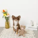 コーデュロイのくまさん