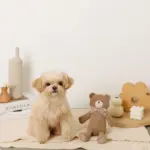 コーデュロイのくまさん