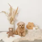 コーデュロイのくまさん