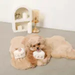 いちごのショートケーキノーズワークおもちゃ