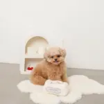 マカロンのおもちゃ