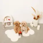 ロールケーキノーズワークおもちゃ