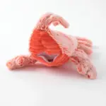 ロブスターおもちゃ USB充電