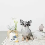 くびながのあひるさん