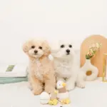 くびながのあひるさん