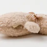 くまさんお星さまノーズワークぬいぐるみ