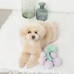 ぶどうノーズワークおもちゃ