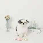 海の仲間たちのおもちゃSET