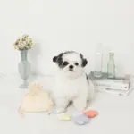 貝殻の仲間たちノーズワークおもちゃ+巾着袋付き