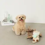 ラッコと貝殻おもちゃ