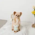 ラッコと貝殻おもちゃ