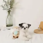 ラッコと貝殻おもちゃ