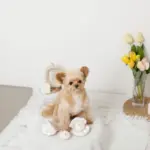 貝殻ノーズワークおもちゃ