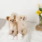 貝殻ノーズワークおもちゃ