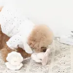 貝殻ノーズワークおもちゃ