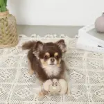 クッキー詰め合わせノーズワークおもちゃ