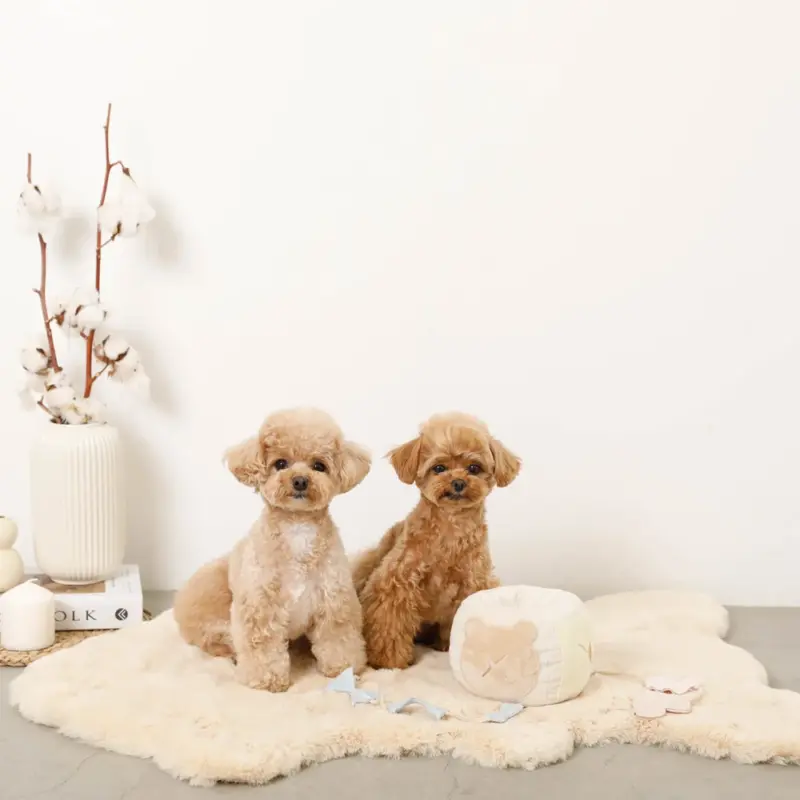 ノーズワークさいころおもちゃ