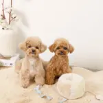 ノーズワークさいころおもちゃ