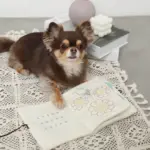 ノーズワークナチュラルブックおもちゃ