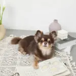 ノーズワークナチュラルブックおもちゃ