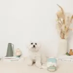 ノーズワークミルクのおもちゃ