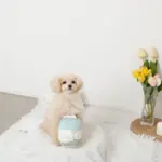 ノーズワークミルクのおもちゃ