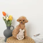 サークルロープうさぎさんぬいぐるみ