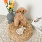 サークルロープうさぎさんぬいぐるみ