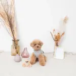 ちいさなナマケモノさん